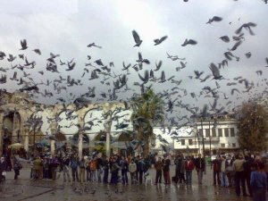 damascus-pigeons