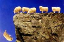 sheep falling