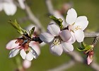 almond blossom
